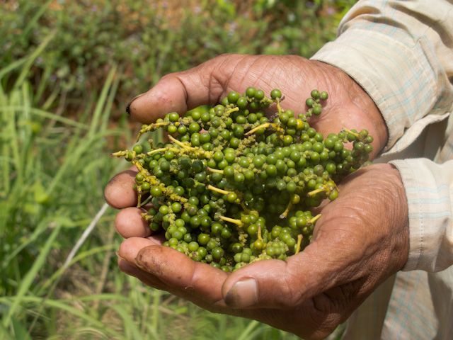 attraction-Shopping in Kampot Pepper.jpg